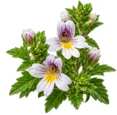 Augentrost (Euphrasia officinalis) als Baustein der Ophtalmica-Formel