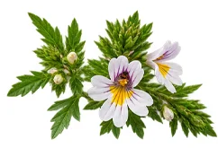 Augentrost (Euphrasia officinalis) als Baustein der Ophtalmica-Formel
