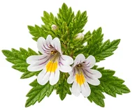 Augentrost (Euphrasia officinalis) als Baustein der Ophtalmica-Formel