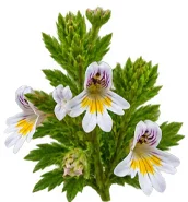 Augentrost (Euphrasia officinalis) als Baustein der Ophtalmica-Formel
