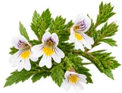 Augentrost (Euphrasia officinalis) als Baustein der Ophtalmica-Formel