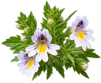Augentrost (Euphrasia officinalis) als Baustein der Ophtalmica-Formel