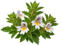 Augentrost (Euphrasia officinalis) als Baustein der Ophtalmica-Formel
