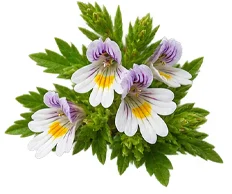Augentrost (Euphrasia officinalis) als Baustein der Ophtalmica-Formel