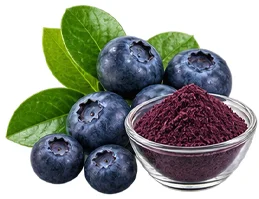 Heidelbeere (Vaccinium myrtillus) als Baustein der Ophtalmica-Formel
