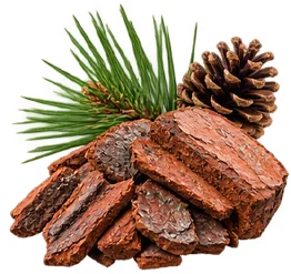 Kiefernrinden-Extrakt (Pinus sylvestris) als Baustein der Ophtalmica-Formel