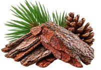 Kiefernrinden-Extrakt (Pinus sylvestris) als Baustein der Ophtalmica-Formel