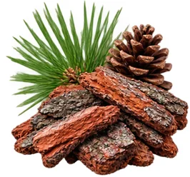 Kiefernrinden-Extrakt (Pinus sylvestris) als Baustein der Ophtalmica-Formel