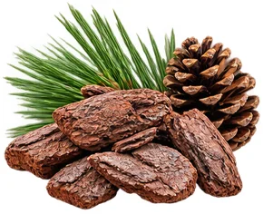Kiefernrinden-Extrakt (Pinus sylvestris) als Baustein der Ophtalmica-Formel