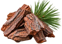 Kiefernrinden-Extrakt (Pinus sylvestris) als Baustein der Ophtalmica-Formel