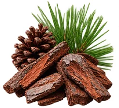 Kiefernrinden-Extrakt (Pinus sylvestris) als Baustein der Ophtalmica-Formel