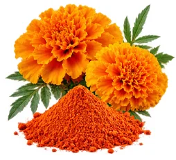 Lutein und Zeaxanthin als Baustein der Ophtalmica-Formel