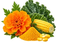 Lutein und Zeaxanthin als Baustein der Ophtalmica-Formel