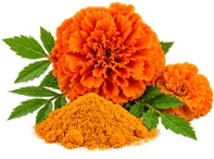 Lutein und Zeaxanthin als Baustein der Ophtalmica-Formel