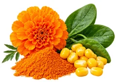 Lutein und Zeaxanthin als Baustein der Ophtalmica-Formel