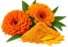 Lutein und Zeaxanthin als Baustein der Ophtalmica-Formel