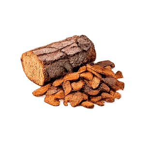 Ophtalmica — Männynkuoriuute (Pinus sylvestris)